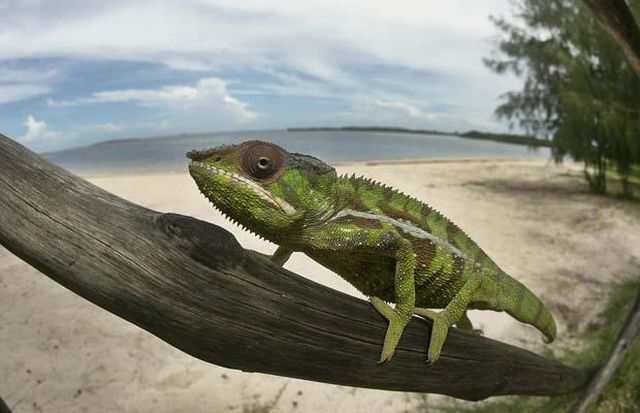 Wildlife exhibition: Thrive! (53 pics)