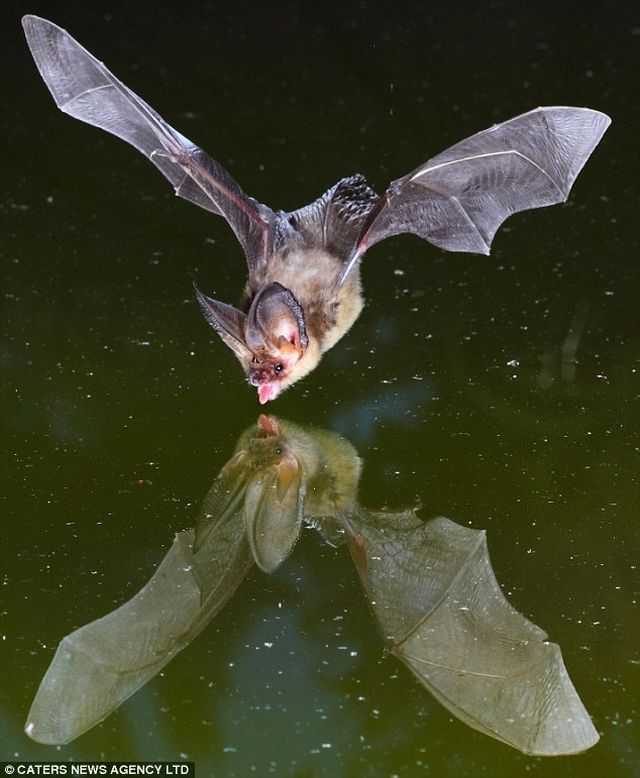 Three cool stories from the animal world (11 pics)