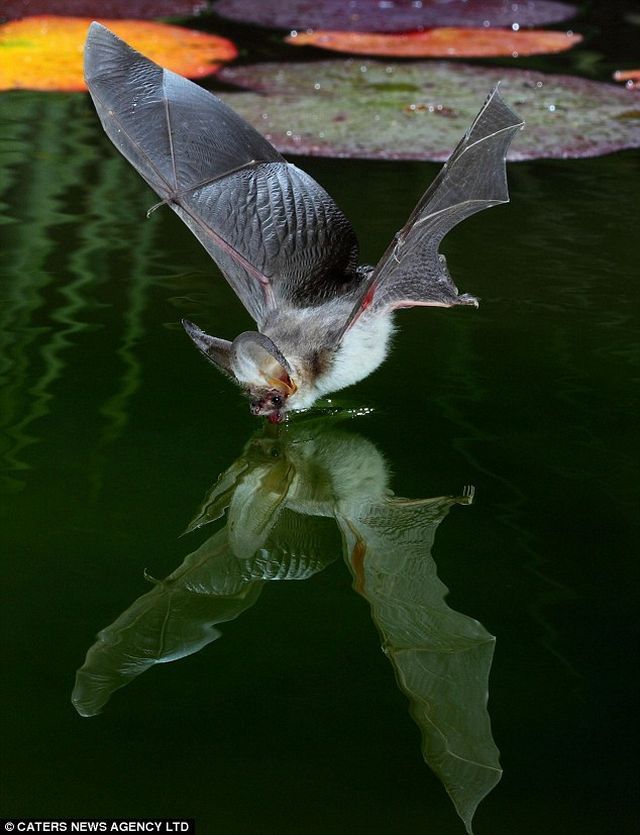 Three cool stories from the animal world (11 pics)