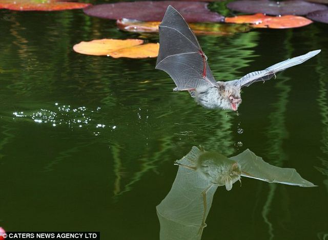 Three cool stories from the animal world (11 pics)