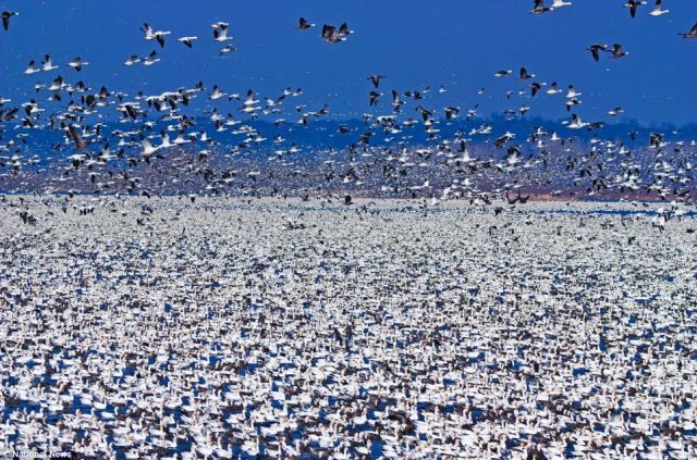 Three cool stories from the animal world (11 pics)