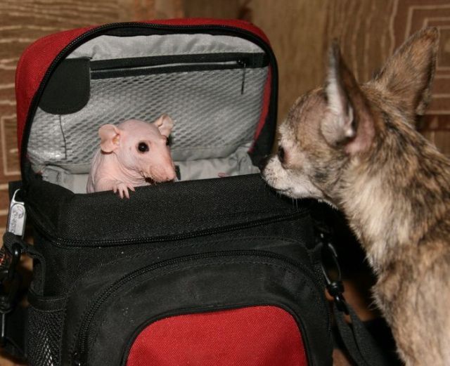 These funny animals (33 pics)