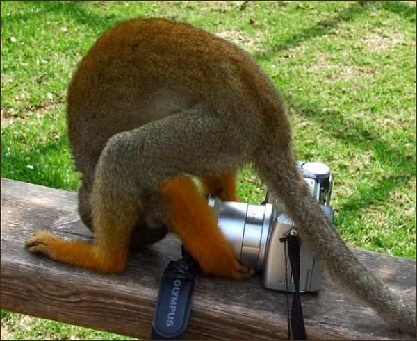 Animal photographers and models (36 pics)