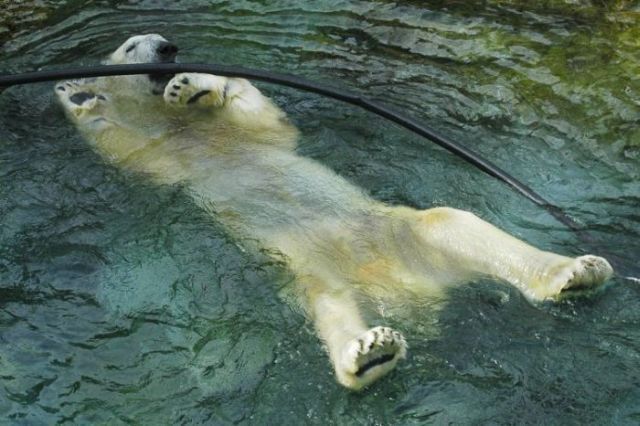 These funny polar bears (21 pics)