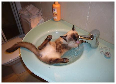 Thirsty animals (26 pics)