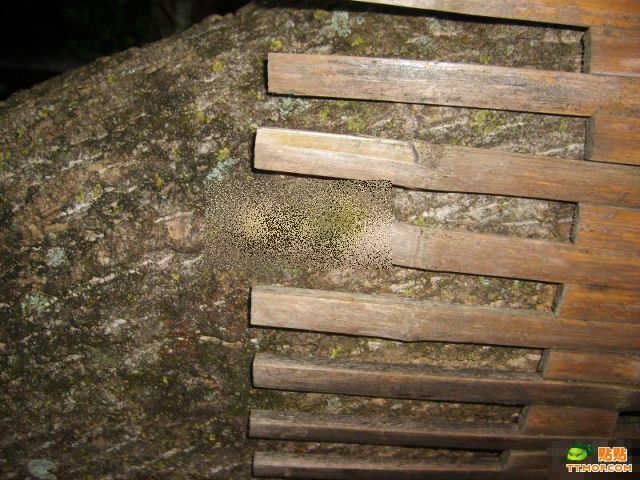 Another mysterious creature (2 pics)