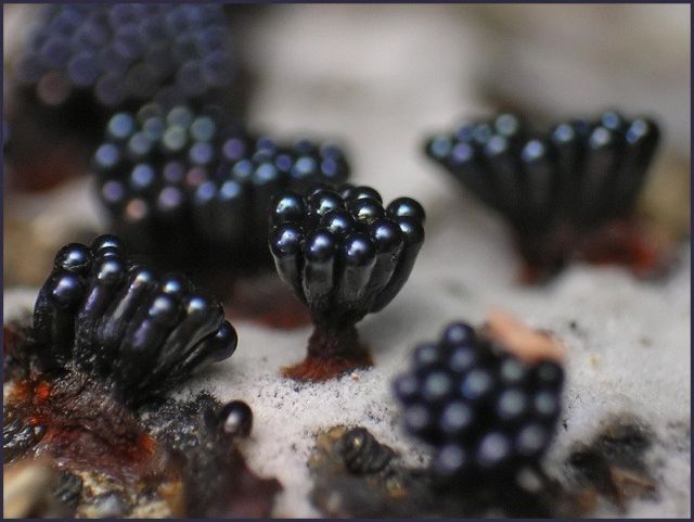 Stunning slime mold (74 pics + 1 gif)