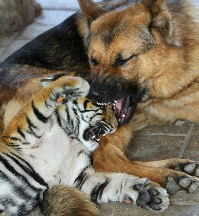 These funny animals (35 pics)