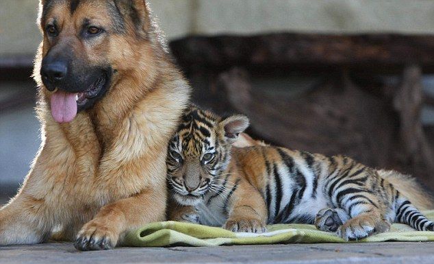 These funny animals (35 pics)