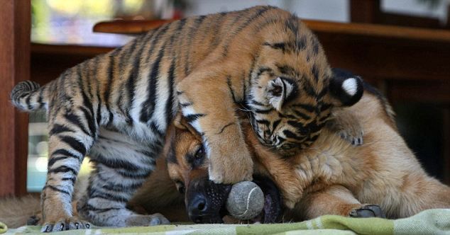 These funny animals (35 pics)
