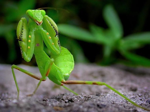 These funny animals (35 pics)