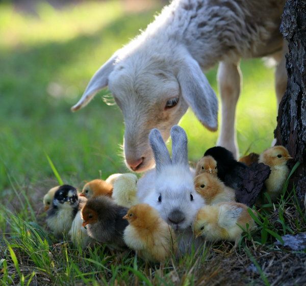 These funny animals (35 pics)
