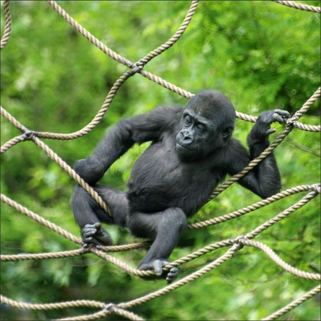 These funny animals (35 pics)