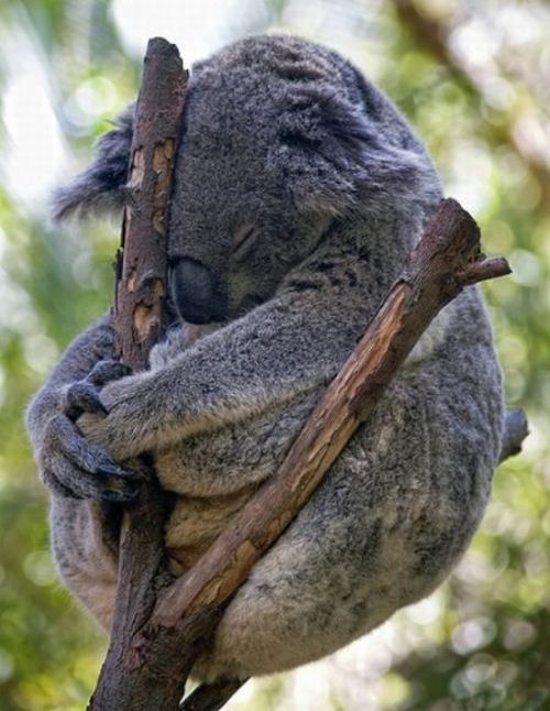 These funny animals (35 pics)