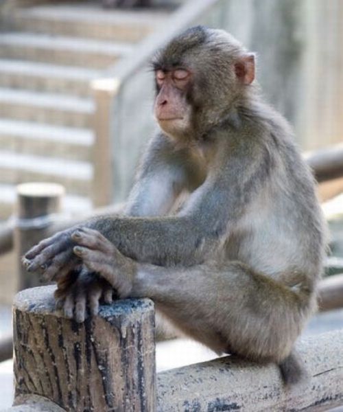 These funny animals (35 pics)