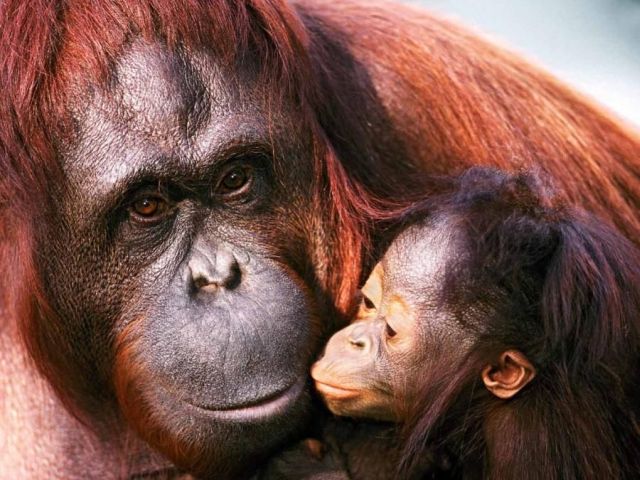 These funny animals (35 pics)