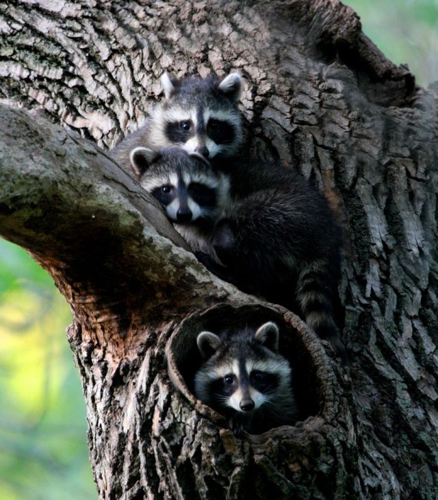 These funny animals (35 pics)