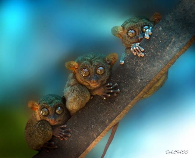 These funny animals (35 pics)