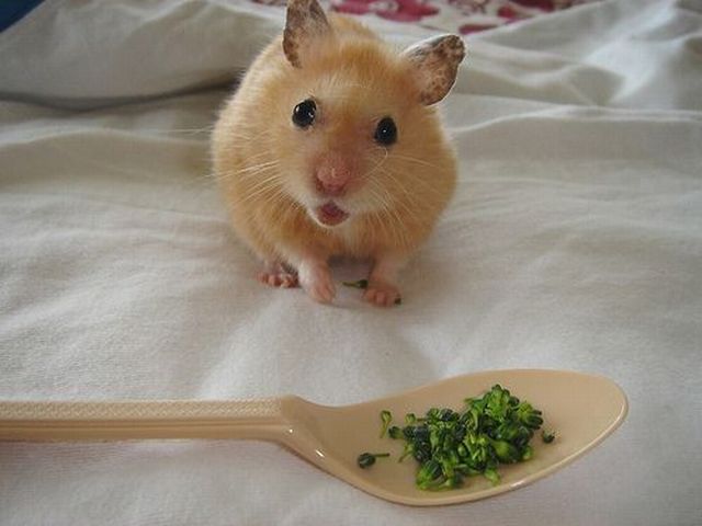 These funny animals (35 pics)
