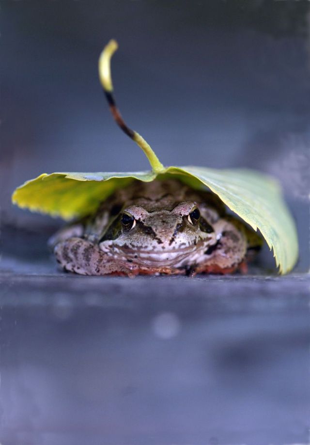 These funny animals (35 pics)