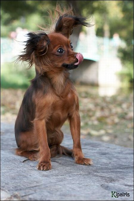 These funny animals (35 pics)