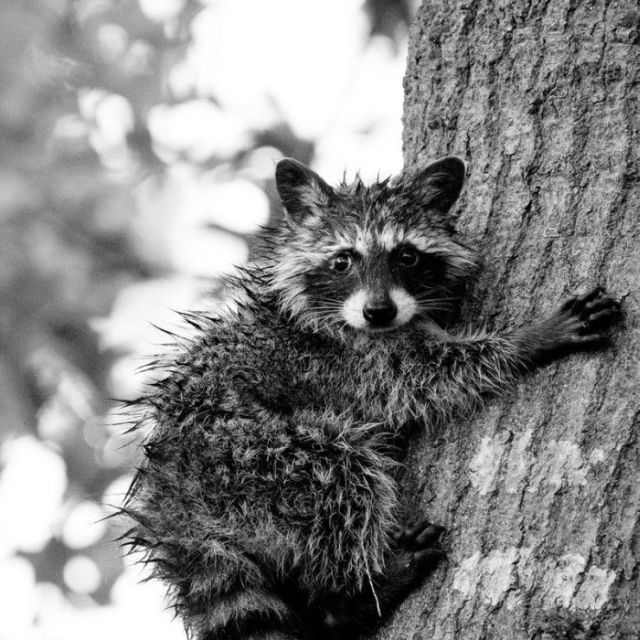 These funny animals (35 pics)
