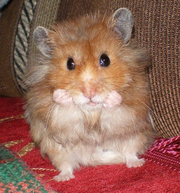 These funny animals (35 pics)