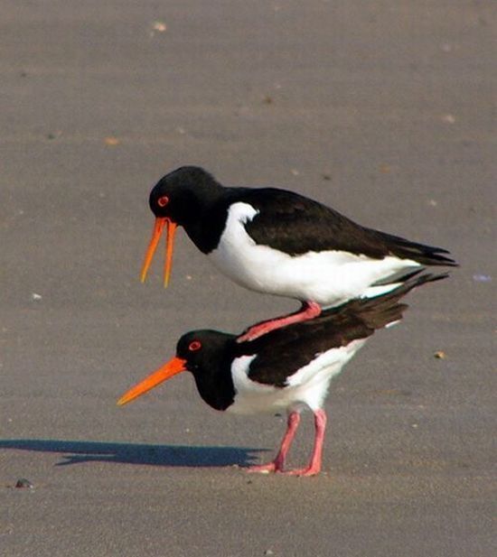 These funny animals (35 pics)