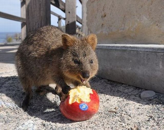 These funny animals (35 pics)