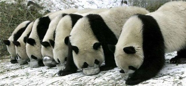 These funny animals (35 pics)