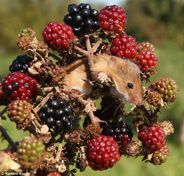 These funny animals (35 pics)