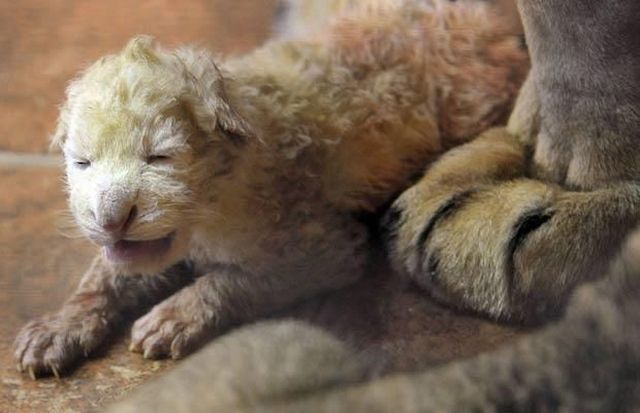 These funny animals (35 pics)