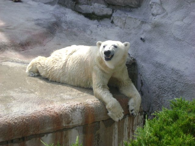 These funny animals (35 pics)