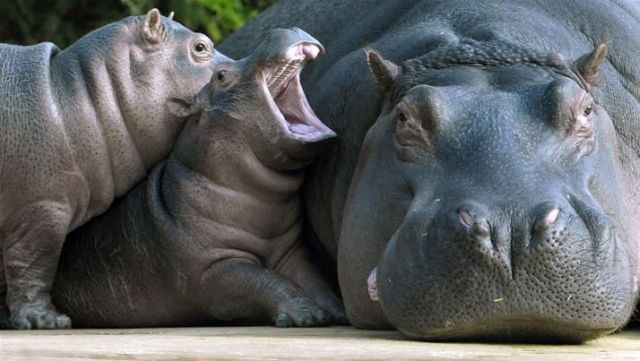These funny animals (35 pics)