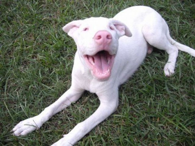 These funny animals (35 pics)