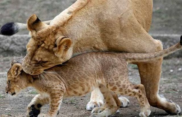 These funny animals (35 pics)
