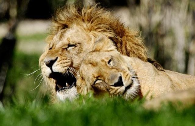 These funny animals (35 pics)