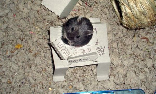 These funny animals (35 pics)