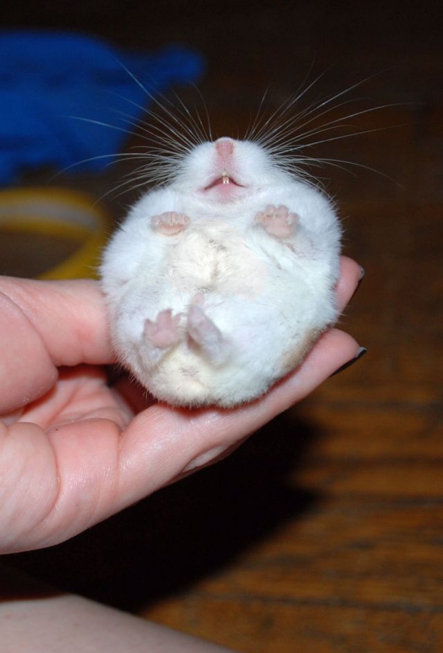 These funny animals (35 pics)