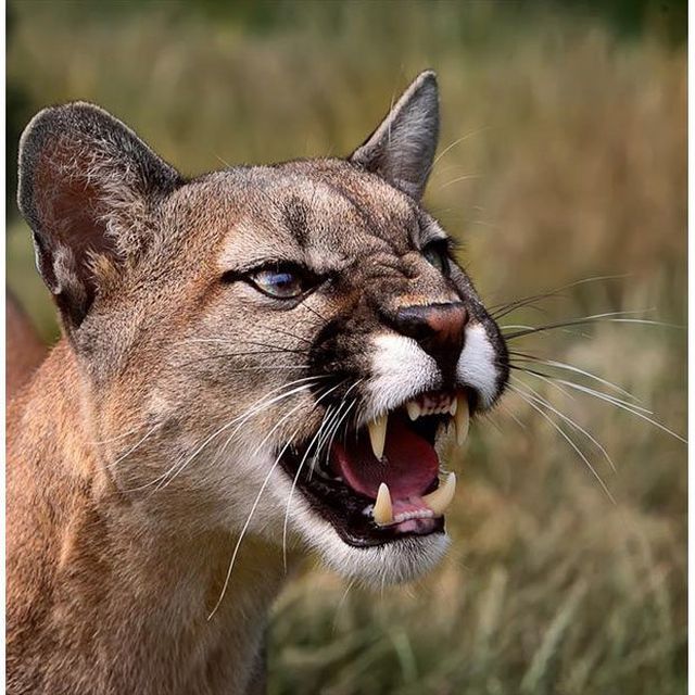 These funny animals (35 pics)