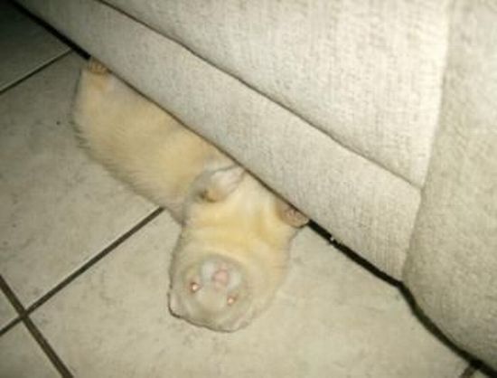These funny animals (35 pics)