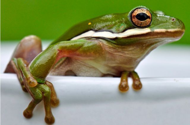These funny animals (35 pics)