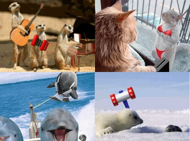 Animal animated gifs  27 gifs