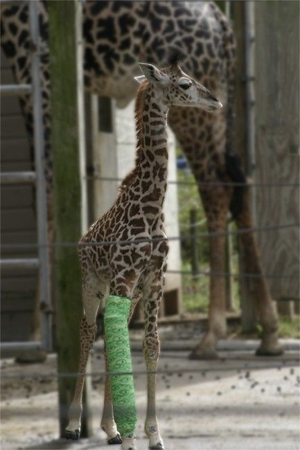 Animals with casts (54 pics)