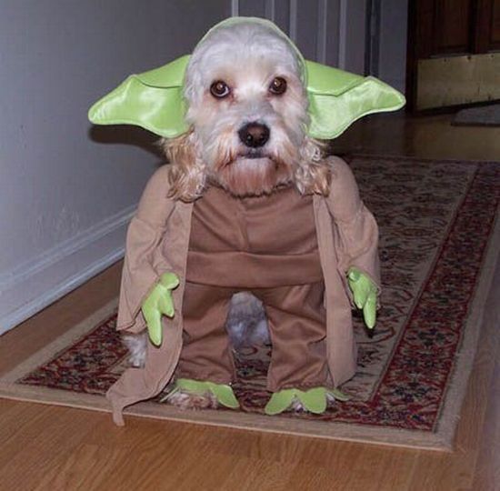Weird and hilarious Halloween costumes (46 pics)
