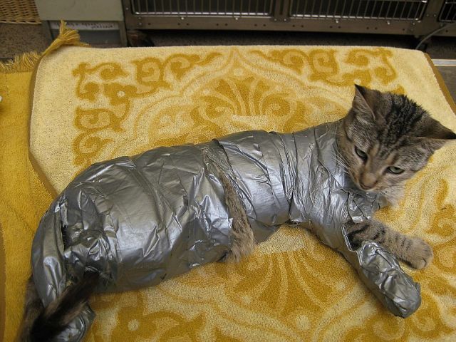 Daily picdump (126 pics)