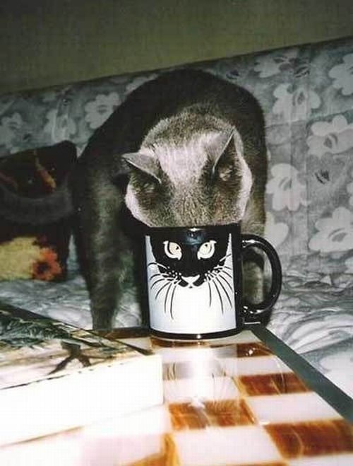 Daily picdump (126 pics)