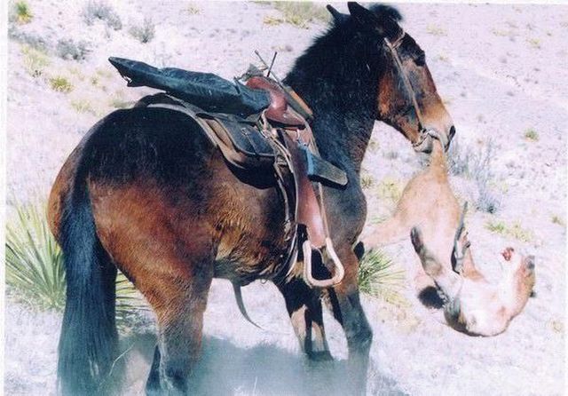 The violent confrontation of a mule and a cougar (4 pics)