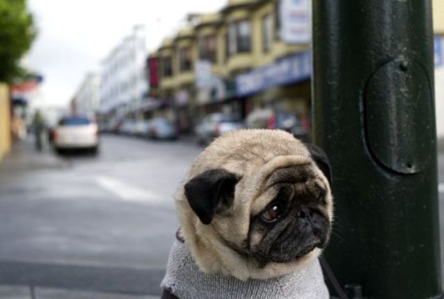 Loneliness or waiting for the master (4 pics)