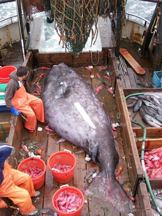 Unusual catch (3 pics) Unusual catch (3 pics)